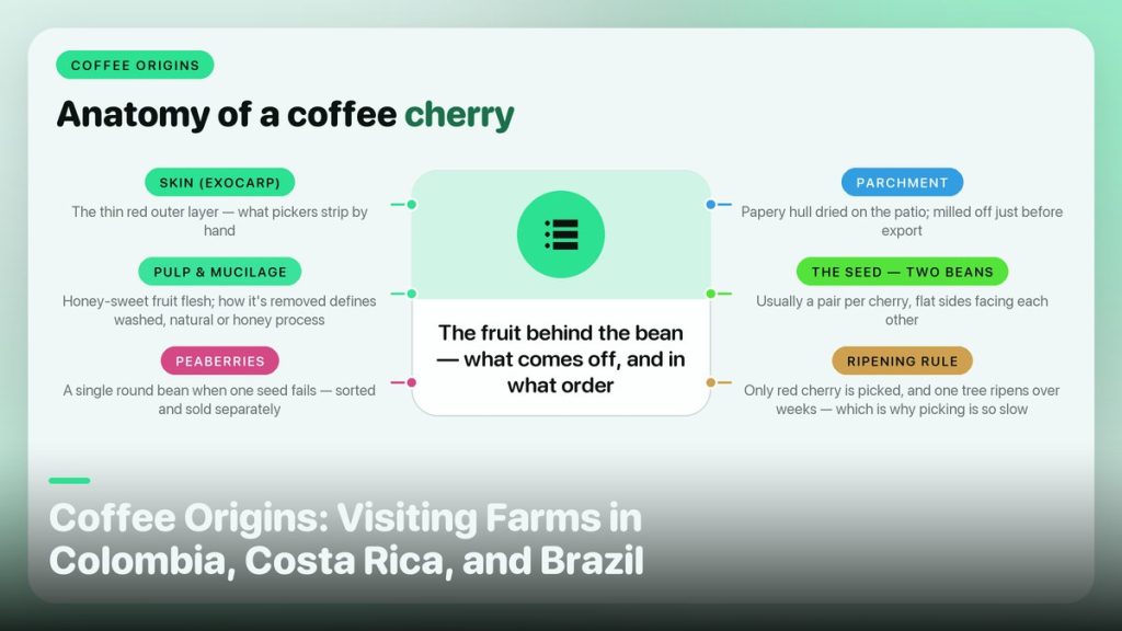 Coffee Origins: Visiting Farms in Colombia, Costa Rica, and Brazil